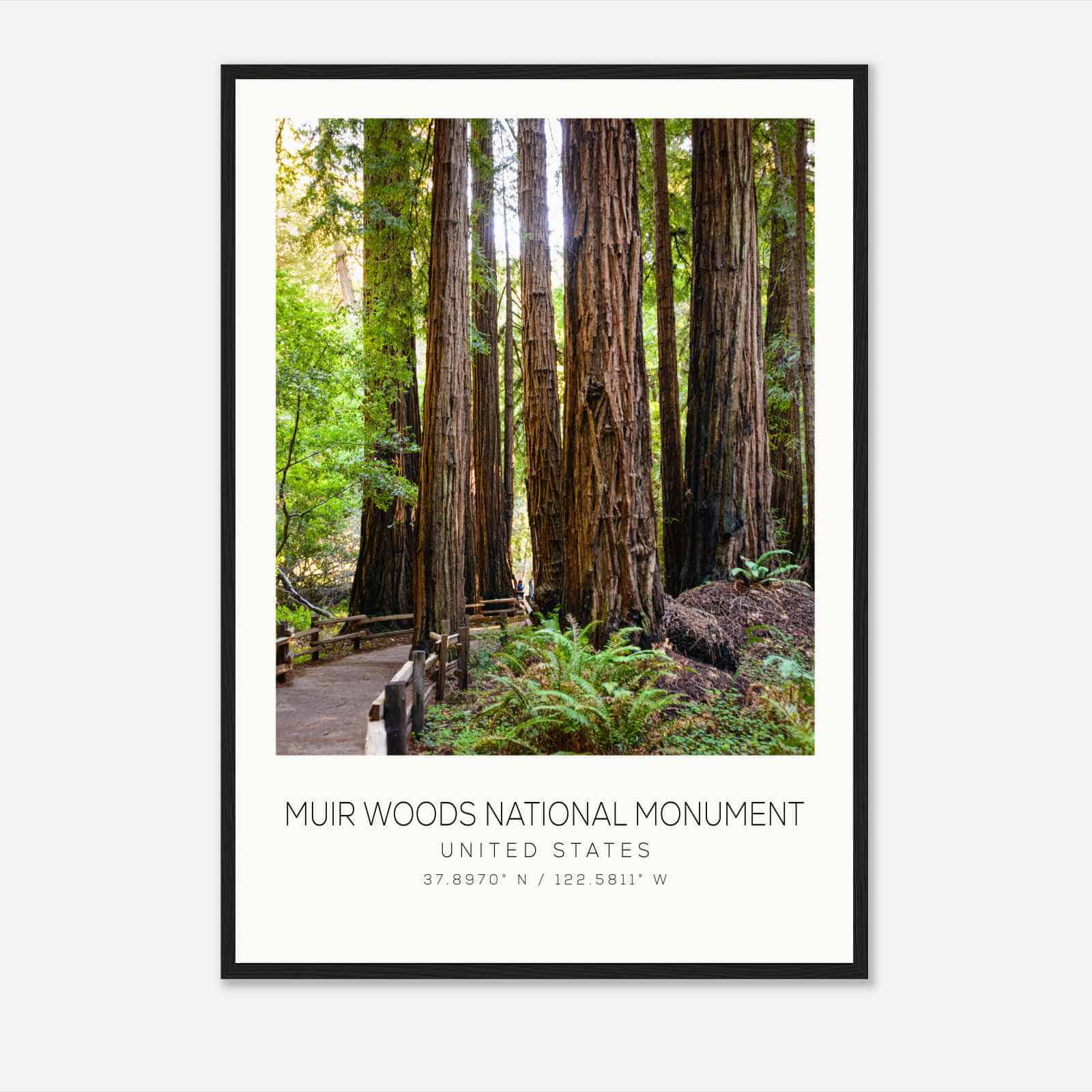 Muir Woods National Monument United States Travel Photo Poster, Muir Woods National Monument Travel Print, Minimalist Travel Poster Print
